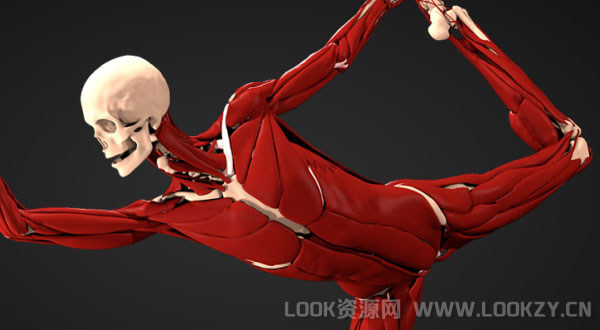 Maya插件-人体肌肉骨骼模拟插件 Ziva Dynamics Ziva VFX v1.3 Win破解版