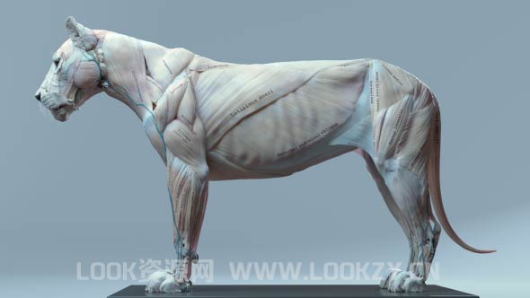 3D模型-狮子肌肉解剖3D模型 (格式支持FBX/ZTL/MA/SPP)