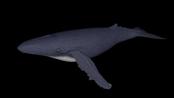 3D模型-海洋鱼模型鲸鲲3D模型下载（格式支持C4D/3DS）