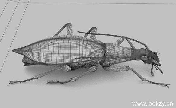 C4D模型-60+高精度昆虫模型甲壳虫甲虫