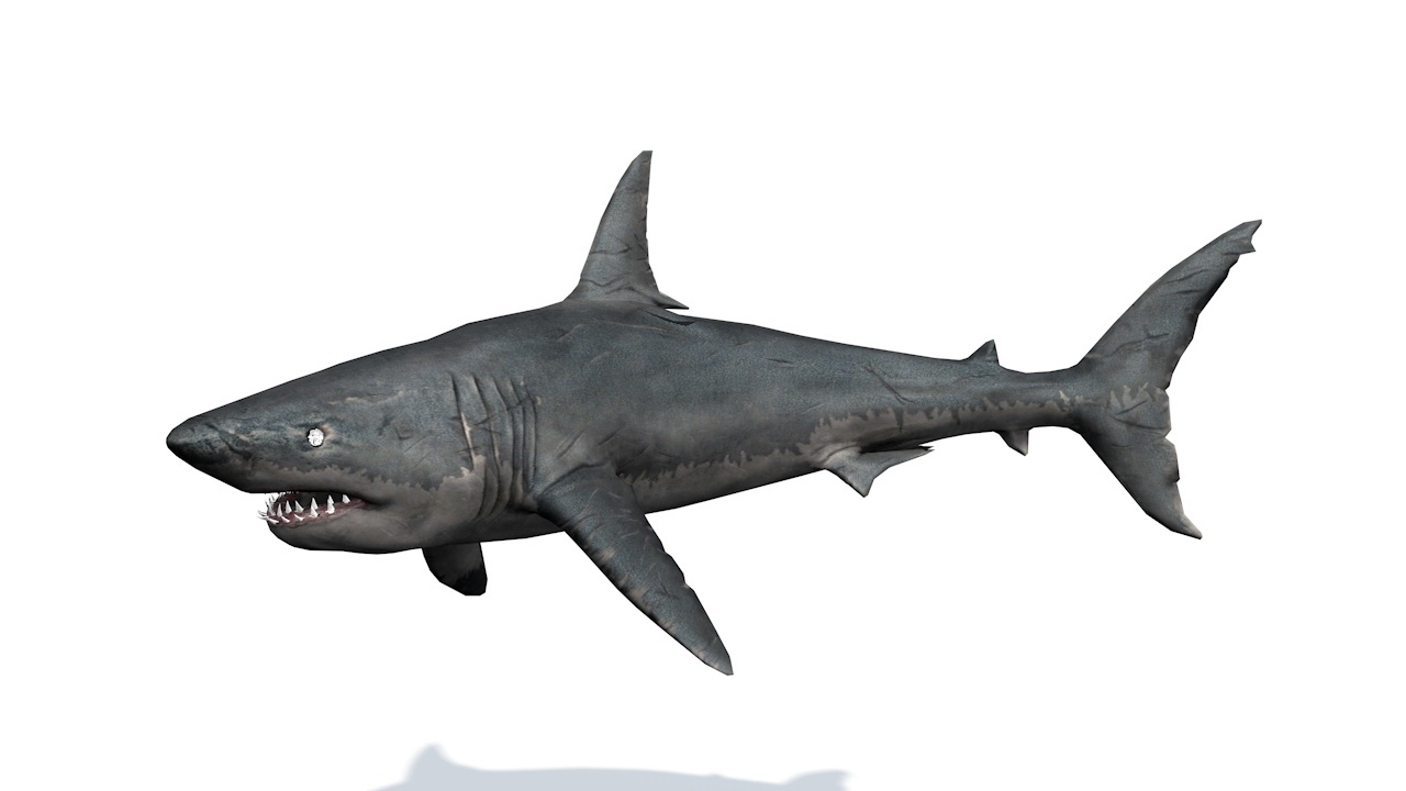 10只大型海洋动物居维叶鲸鱼海豚鲨鱼鳍虎鲸C4D动画模型合集